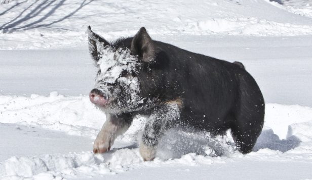 berkshire pig in snow