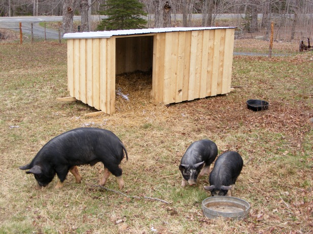 Field shelter for pigs