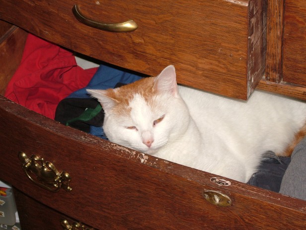 Cat sleeping in drawer