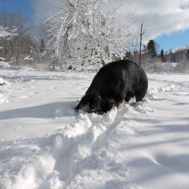 Berkshire sow in snow