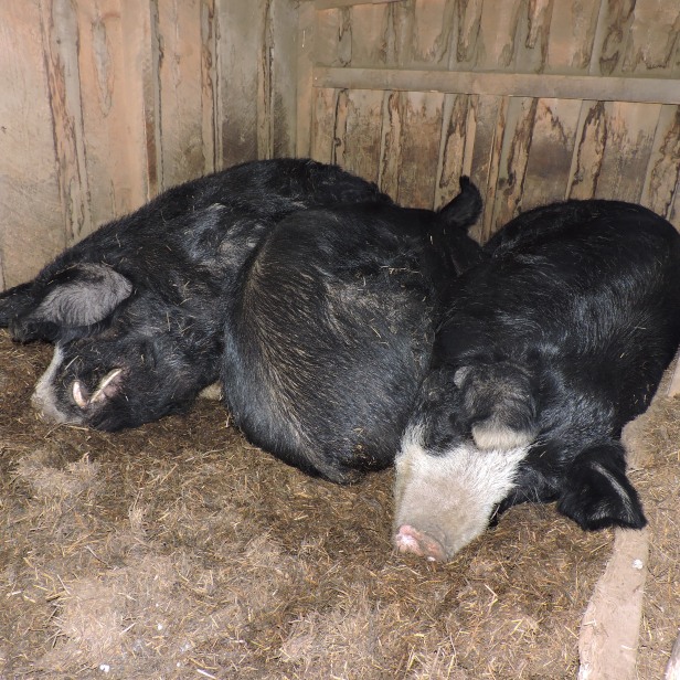Berkshire pigs sleeping